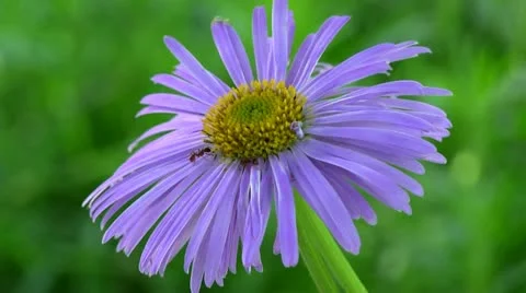 Chamomile Stock Footage 11147111