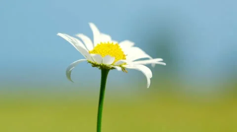 Chamomile Stock Footage 11357740