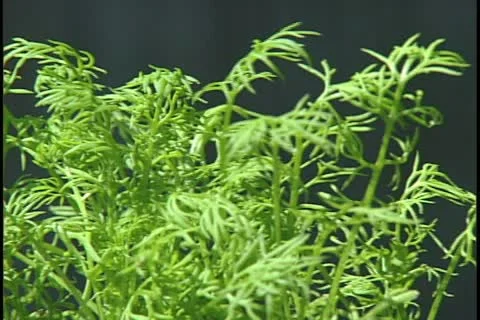 Chamomile 库存影片 11496263