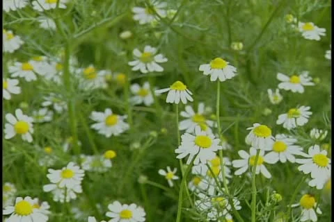 Chamomile 库存影片 11769470