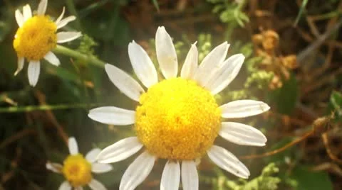 Chamomile Stock Footage
