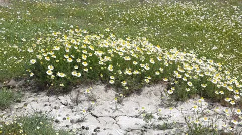 Chamomile Stock Footage 24653497