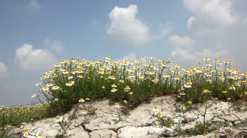 Chamomile Stock Footage 24653591
