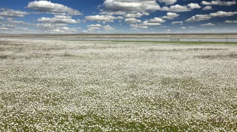 Chamomile 库存影片 24653620