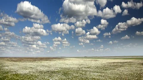 Chamomile Stock Footage 24653626