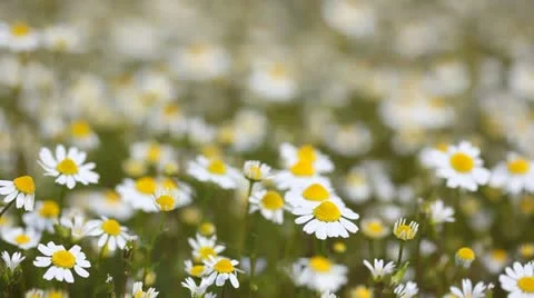 Chamomile Stock Footage 24653677