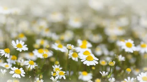Chamomile Stock Footage 24653687