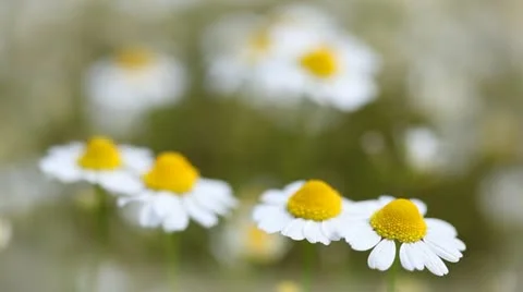 Chamomile Stock Footage 24653692