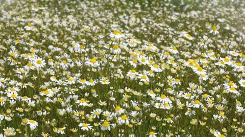 Chamomile 库存影片 24653700