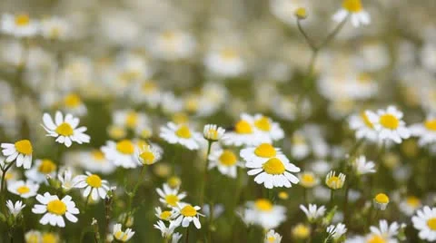 Chamomile Stock Footage 24653732