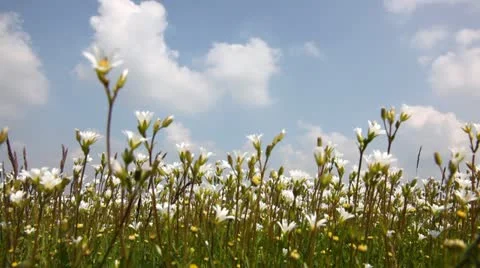 Chamomile 库存影片 24653761