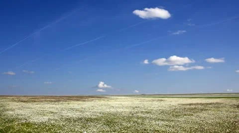 Chamomile Vidéo 24653830