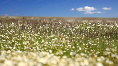 Chamomile Stock Footage 24653839