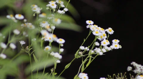 Chamomile Stock Footage 27881372