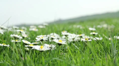 Chamomile Stock Footage 27898071