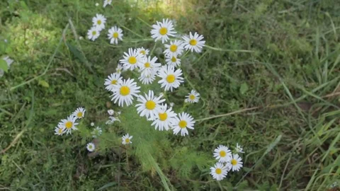 Chamomile Stock Footage 82939256