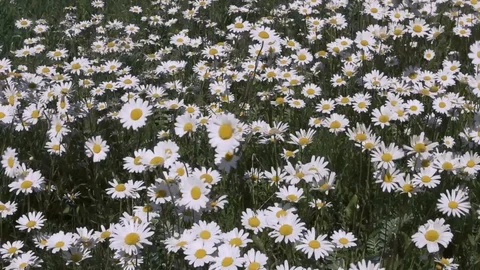 Chamomile Stock Footage 86522295
