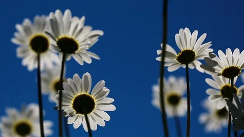Chamomile Stock Footage 92729924