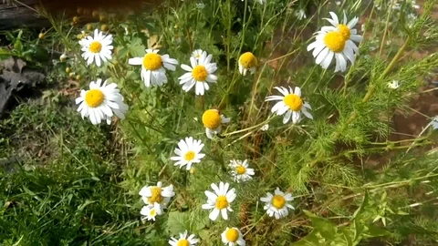 Chamomile Stock Footage 124613335