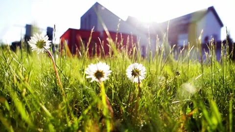 Chamomile Stock Footage 194032192