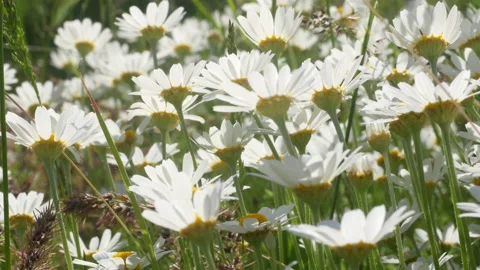 Chamomile Stock Footage 234301021