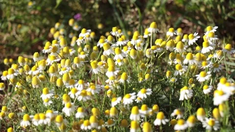Chamomile Stock Footage 238865523