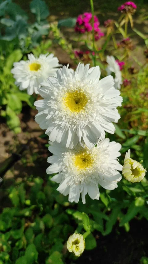 Chamomile Stock Footage 278766461