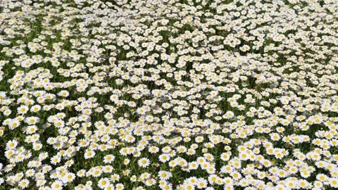 Chamomile Stock Footage 319907330
