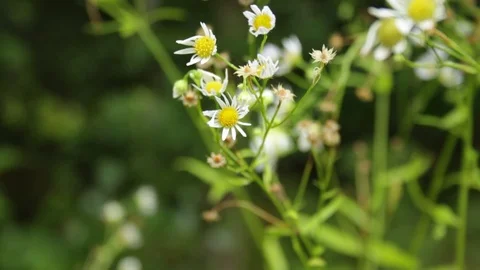 Chamomile in the forest Video stock 79771368