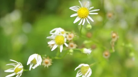 Chamomile in the forest Stock Footage 79771453