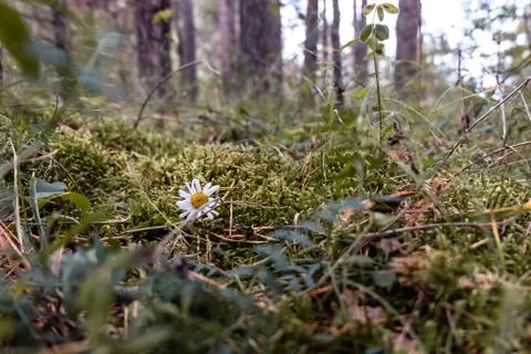 Chamomile in the forest Stock Photos