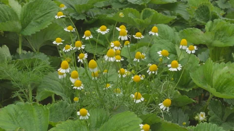 Chamomile in the garden Video stock 64794092
