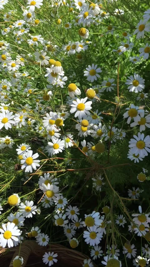 Chamomile in the garden Stock Footage 161755601