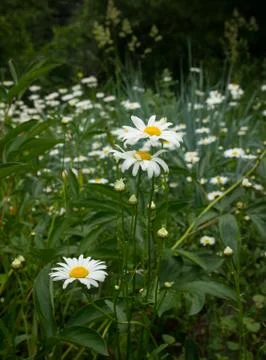 Chamomile in garden Stock Photos