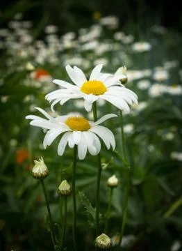 Chamomile in garden Stock Photos