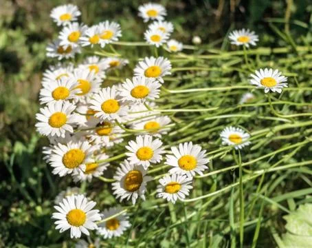Chamomile in garden Stock Photos