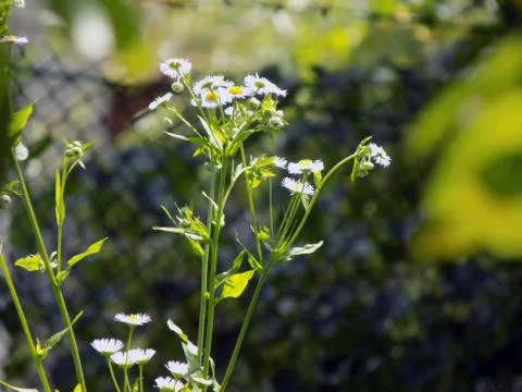 Chamomile in the garden Stock Photos