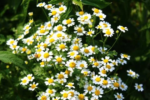 Chamomile in the garden Stock Photos