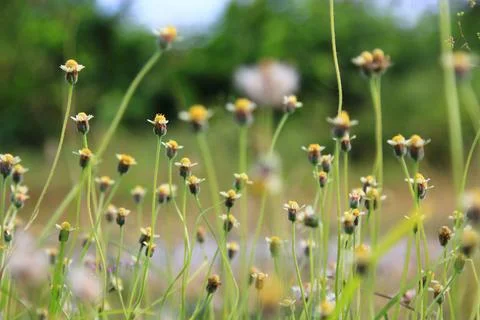 Chamomile in the garden Stock Photos
