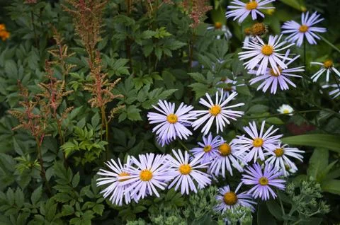 Chamomile "German" blue. Stock Photos
