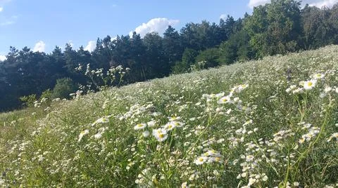 Chamomile glade Foto stock