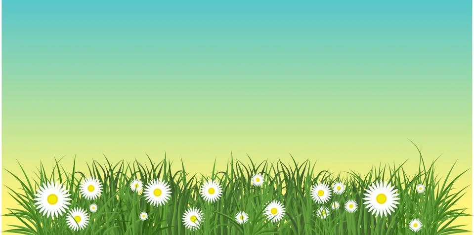 Chamomile in grass 스톡 일러스트