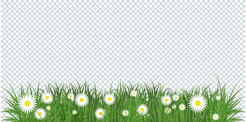 Chamomile in grass transparency Illustrazione stock