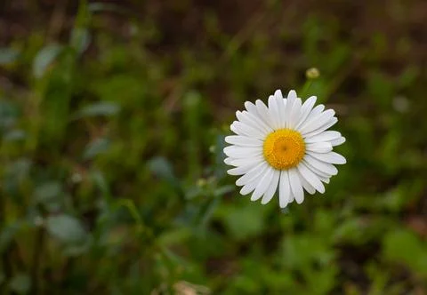 Chamomile on a green background. Close-up. Stock Photos