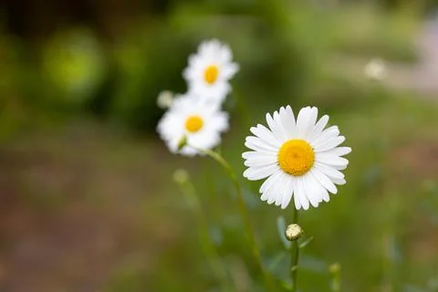 Chamomile on a green background. Close-up. Stock Photos