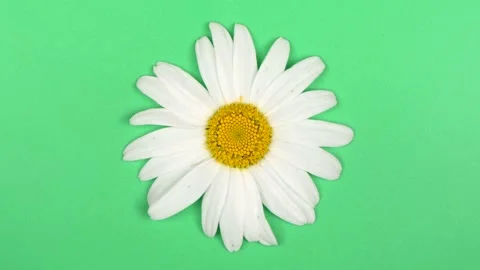Chamomile on a green background. Top view. Loop motion. Stock Footage 159977964
