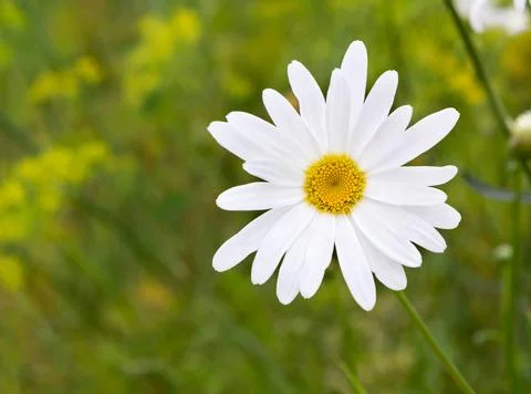 Chamomile on green grass background. Stock Photos
