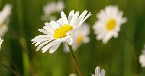 Chamomile on the green meadow Stock Footage 248352168