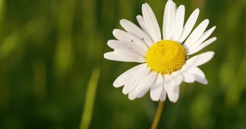Chamomile on the green meadow, wind and sounds of nature. Stock Footage 248351367