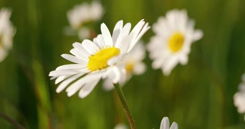 Chamomile on the green meadow, wind and sounds of nature. Stock Footage 248351979